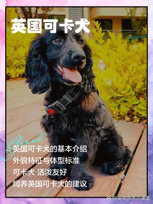 法斗犬跟八哥犬谁比较好养一点?有什么优缺点呢?