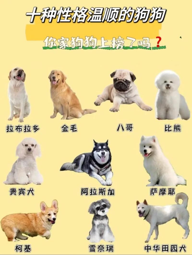 比较受欢迎
的5种‘宠物仓鼠’!