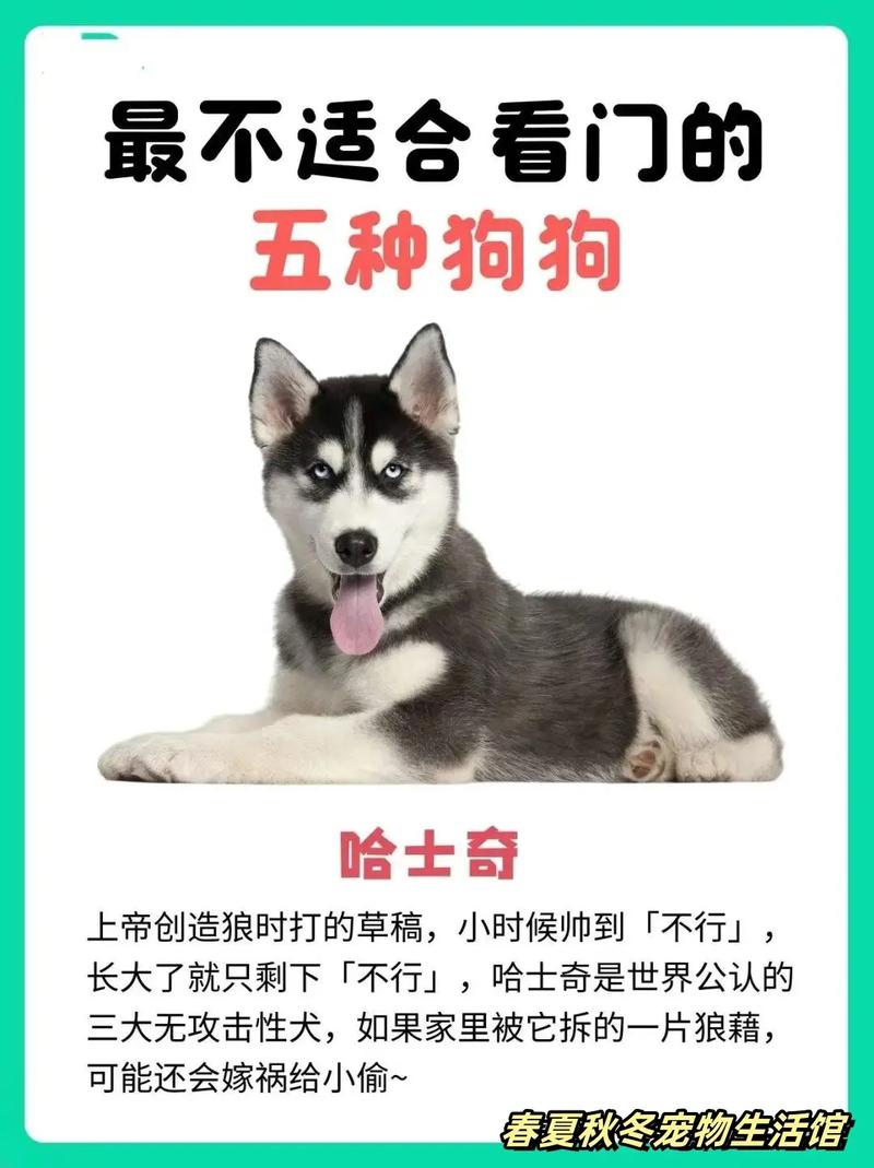 泰迪、边牧、贵宾、金毛,这几种犬类各多少钱