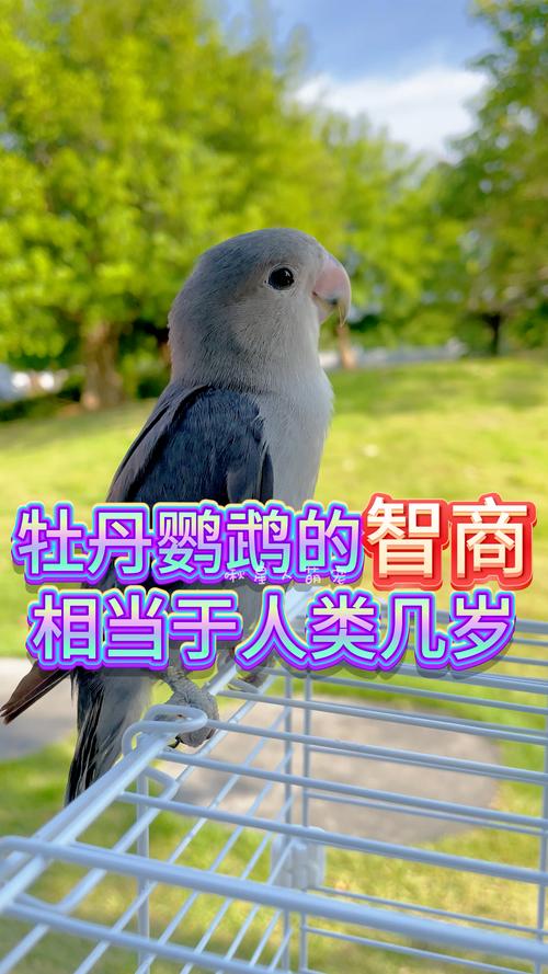 日本黄桃脸牡丹鹦鹉有哪些优缺点?