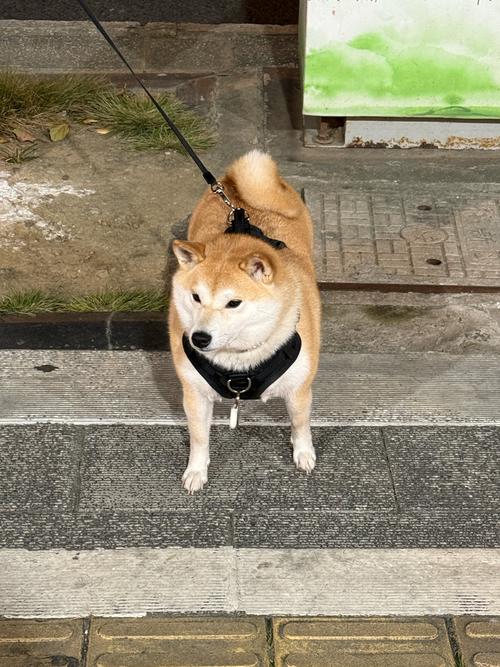 狗狗身上起癣怎么办？