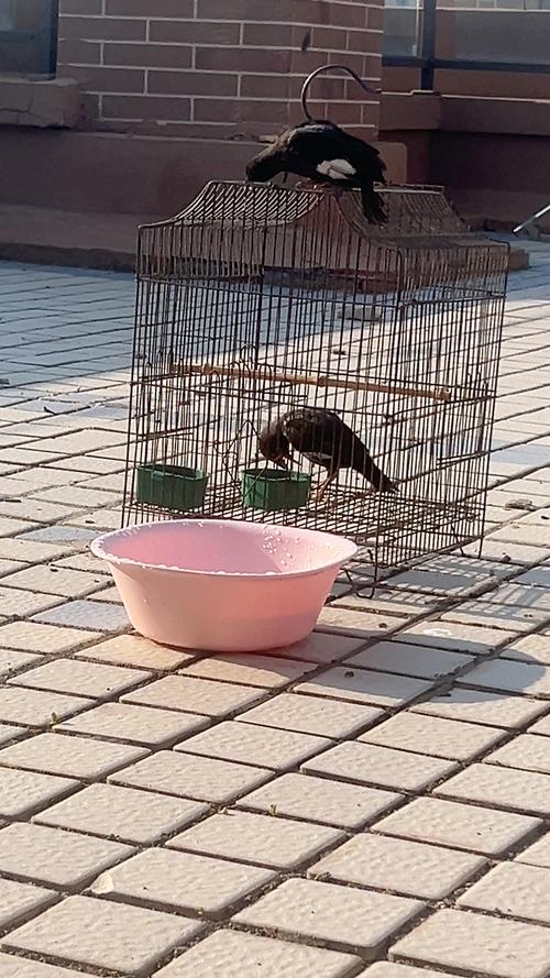 八哥怎么教说话