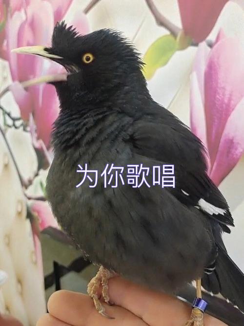 八哥怎么教说话?