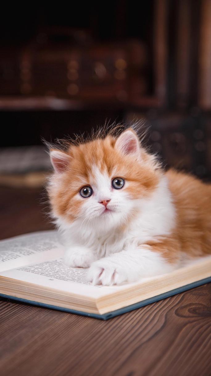 什么样子的猫是黄白相间的?