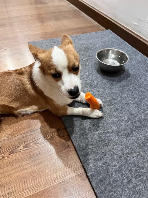 俄罗斯南部牧羊犬1天要吃几顿