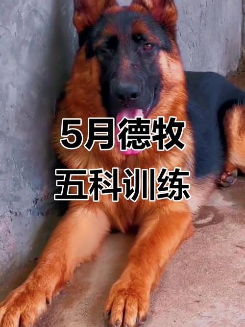 八个月大的牧羊犬的喂养方法