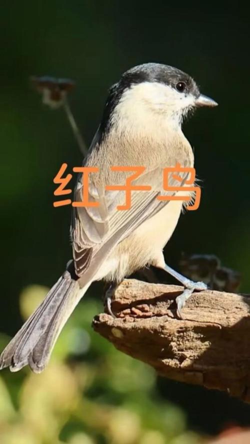 在东北,有一种鸟,叫声嘎嘎嘎,都叫它护播喇子,谁知道它的学名。谢谢