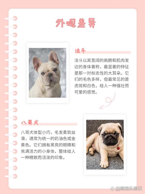 斗牛犬和八哥犬有什么区别