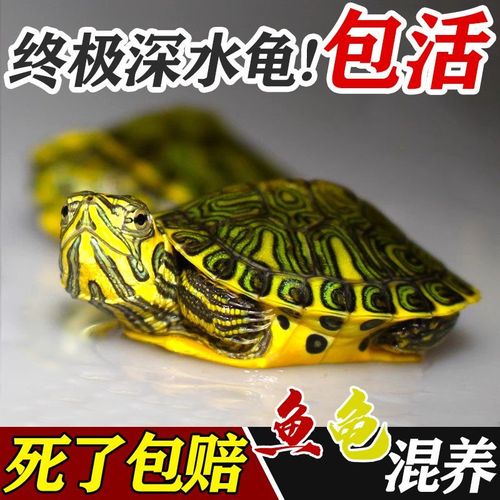黄耳龟是巴西龟吗