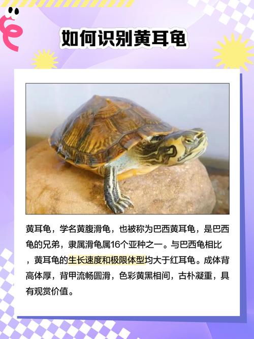 黄耳龟和巴西龟区别