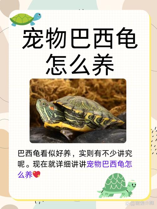 前十
最适合新手养的乌龟