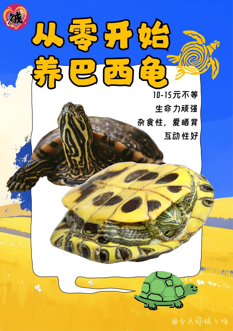 巴西龟怎么养