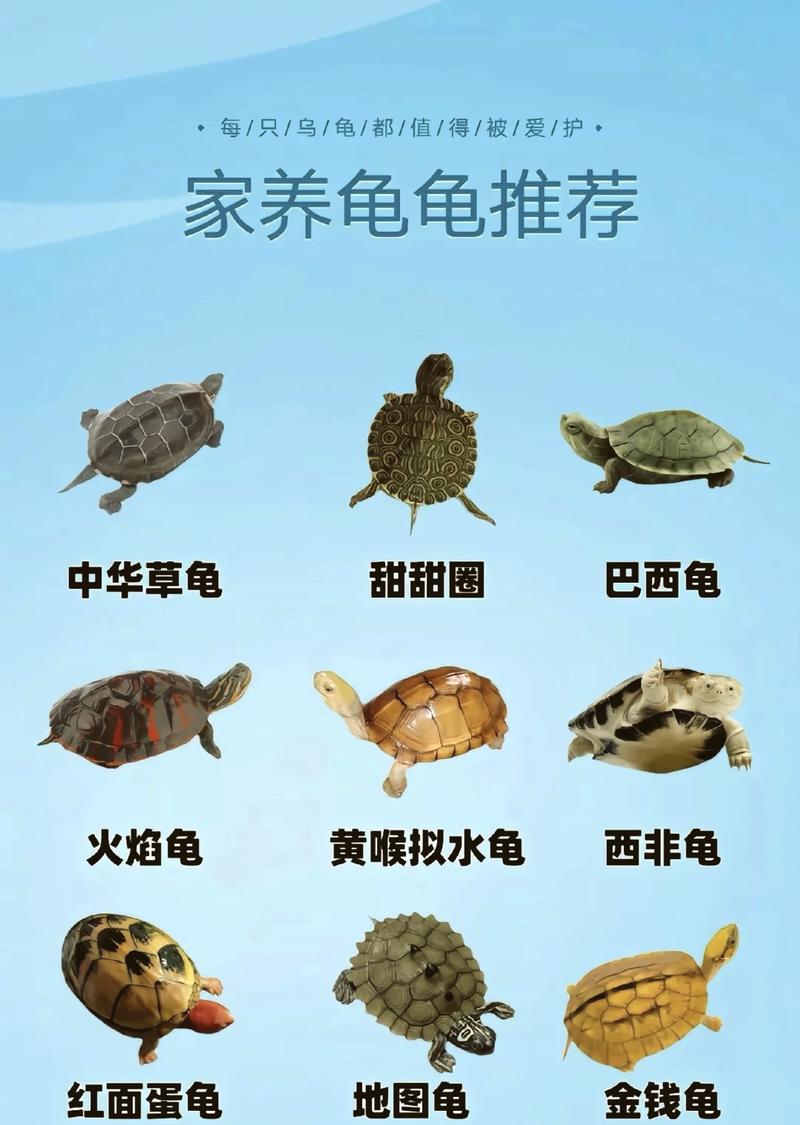 关于养巴西龟的问题!