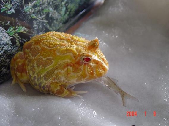 小弟昨天刚入手一个黄金角蛙,据卖家说有两岁了,小弟是新手,请前辈指点...