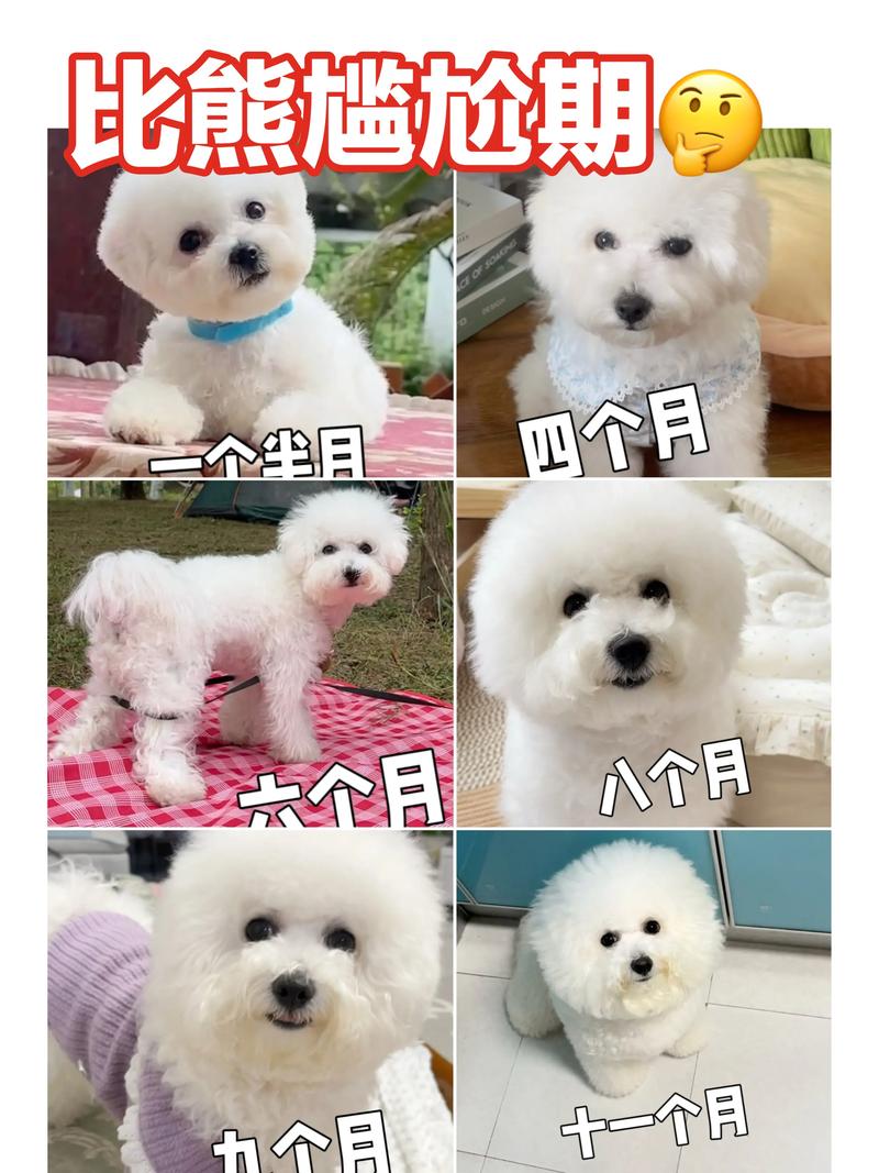 比熊泰迪的区别