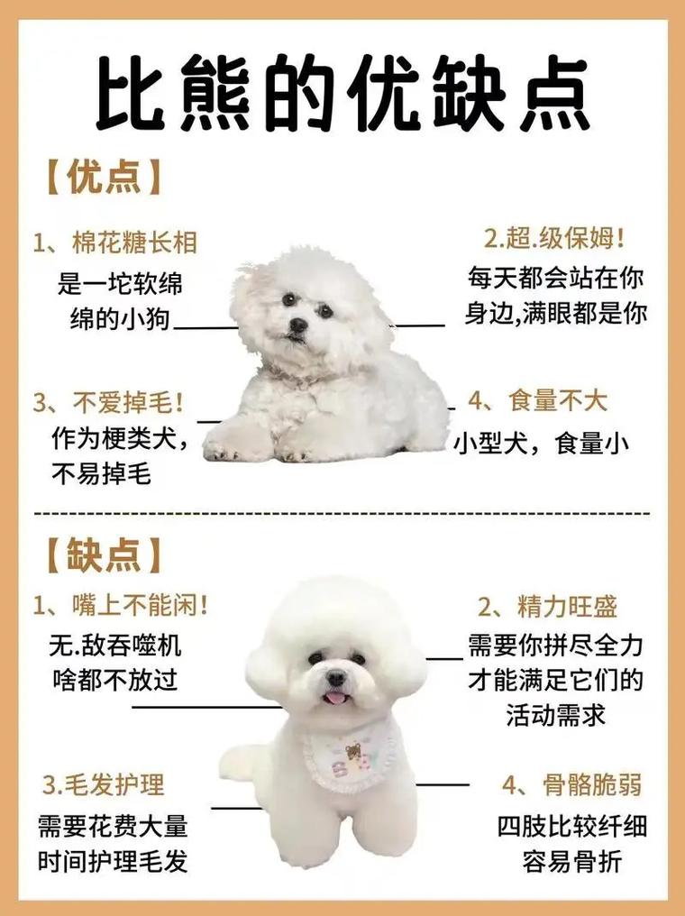 如何区别小比熊犬和大比熊犬