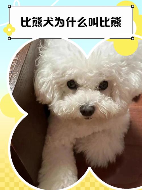 比熊犬是什么品种呢?