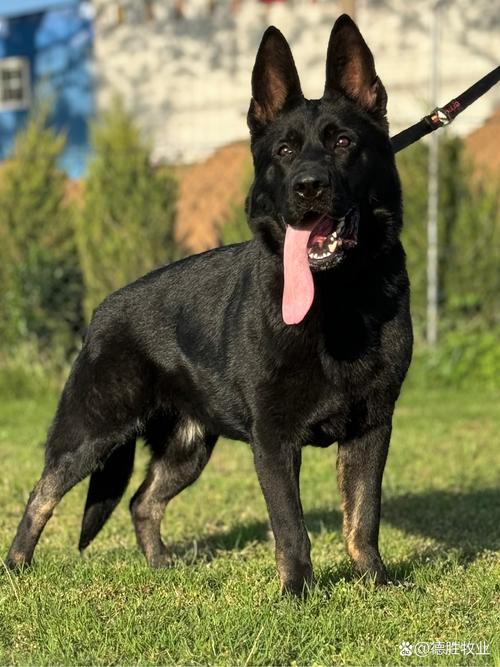 纯种东德犬什么颜色最贵