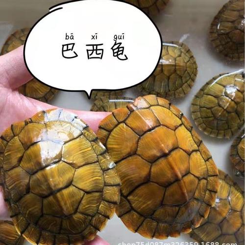 黄金龟是否
巴西龟