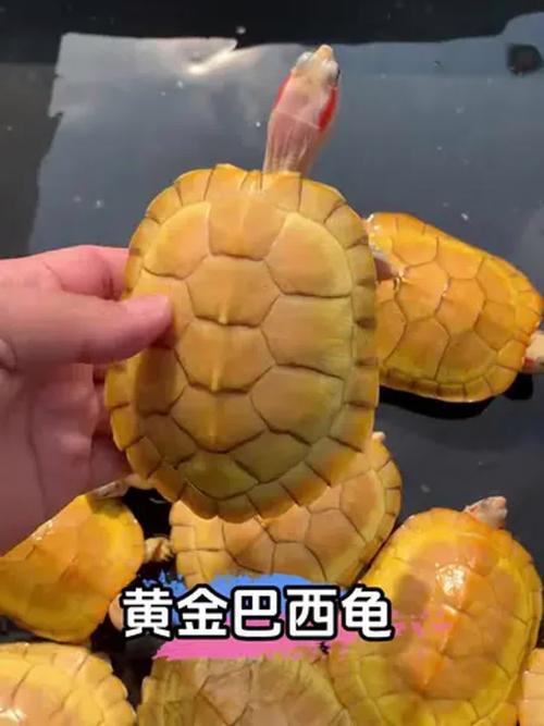 黄金巴西龟和巴西龟的区别