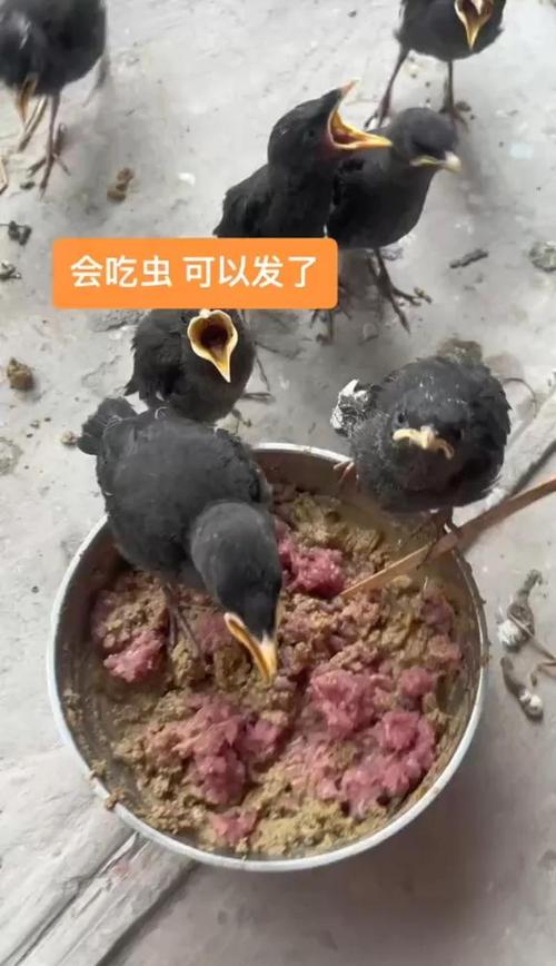 小八哥要喂什么