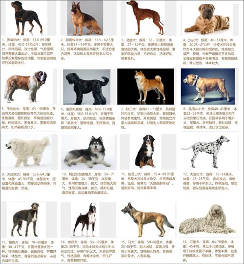 猎犬种类大全?