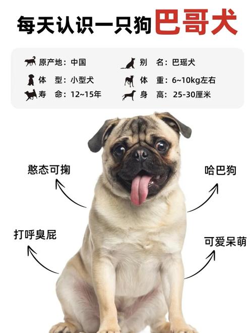 巴哥犬幼犬怎么看纯不纯有攻击性吗