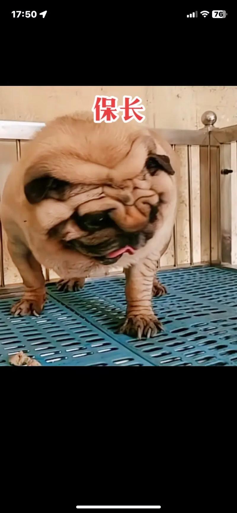 怎么分别巴哥犬是否纯种?