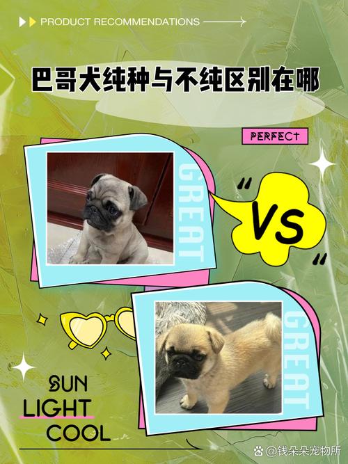 怎么分别巴哥犬是否纯种