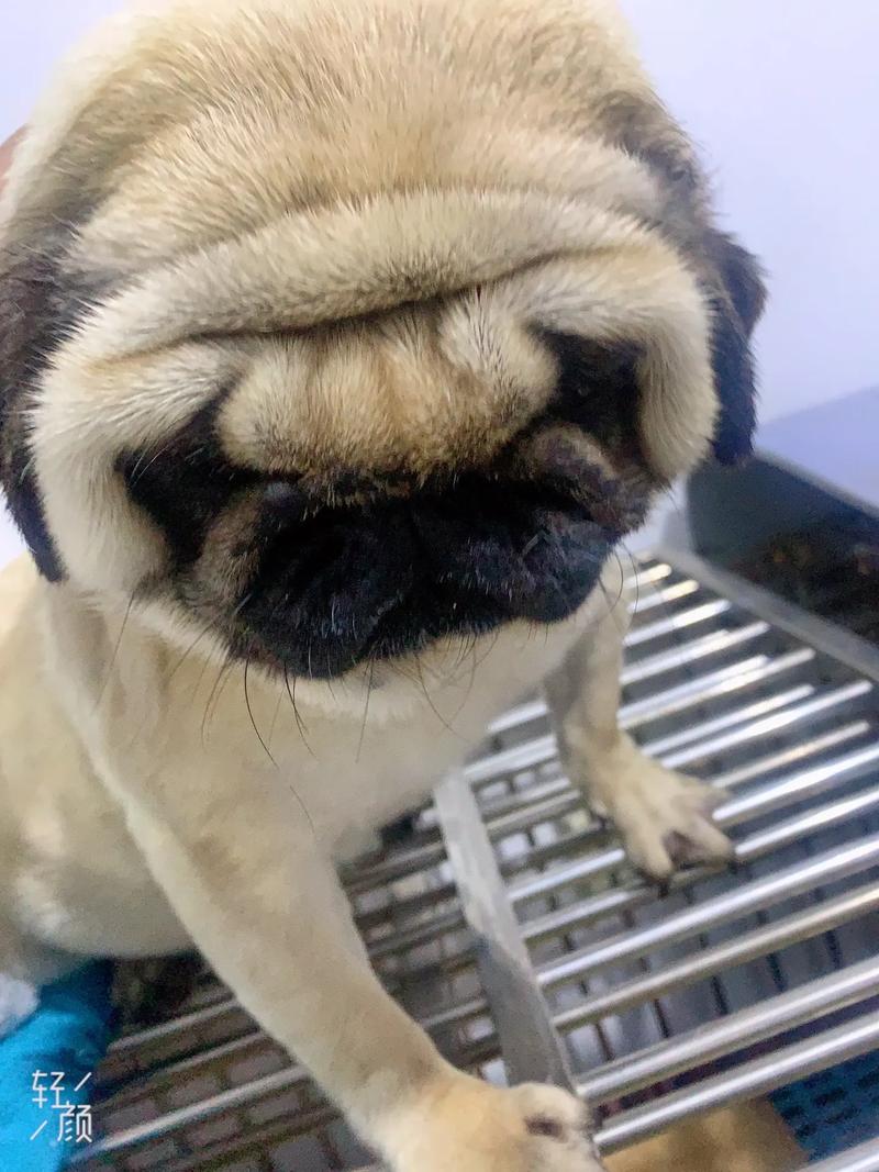 巴哥犬怎么看纯不纯