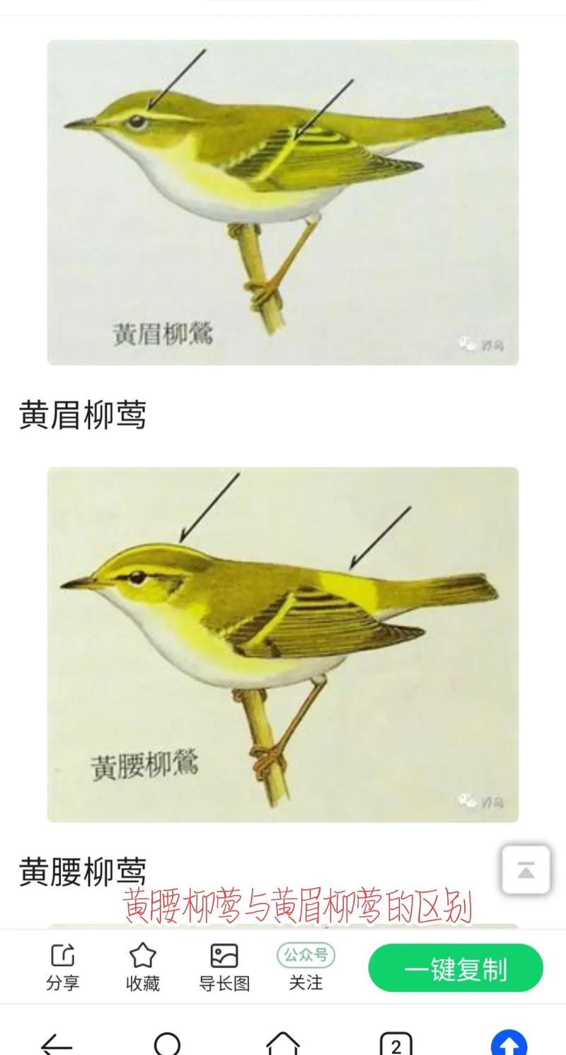 六种柳莺的区别和辨识