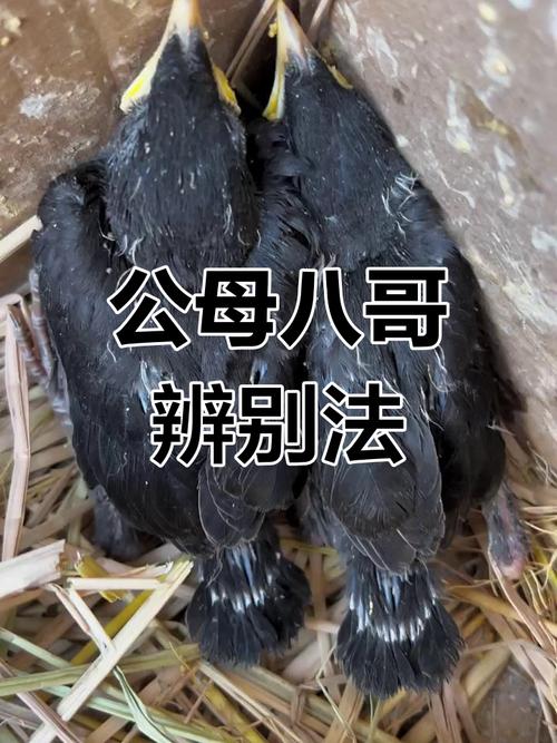 看见这只小狗很可爱,谁能告诉下这只小狗是什么品种的狗