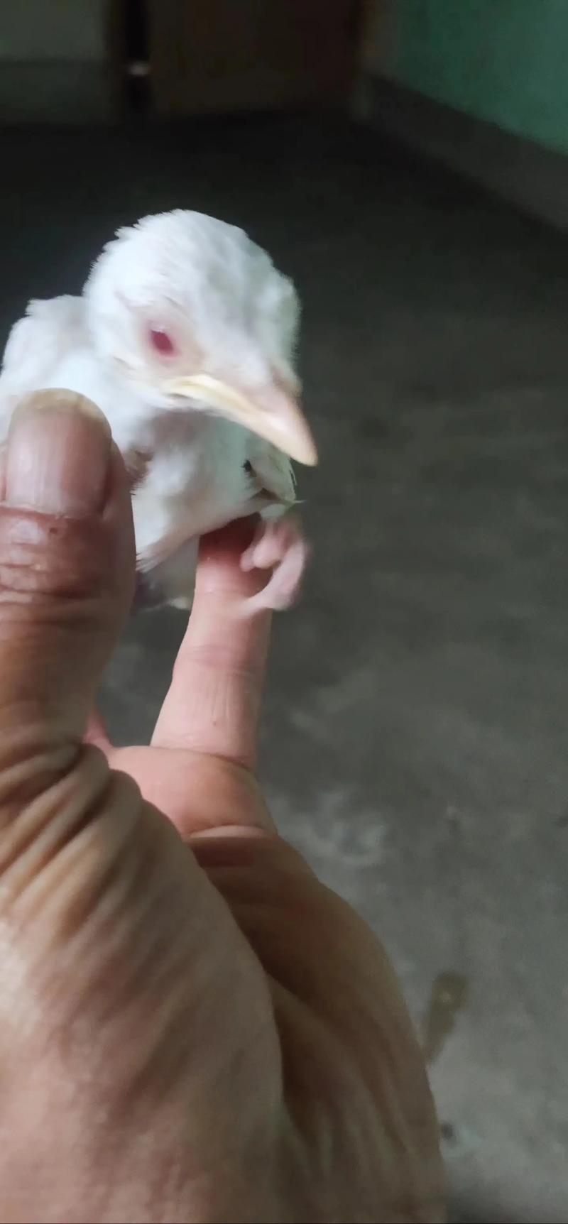 八哥小时候长什么样