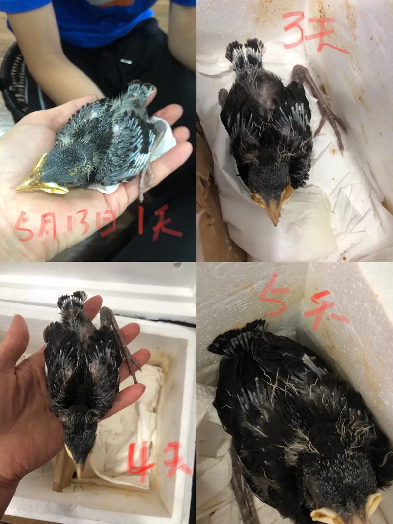 八哥小时候长什么样图片