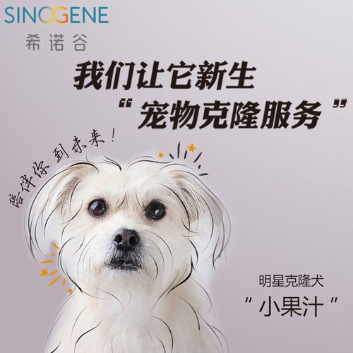 克隆一只狗需要多少钱