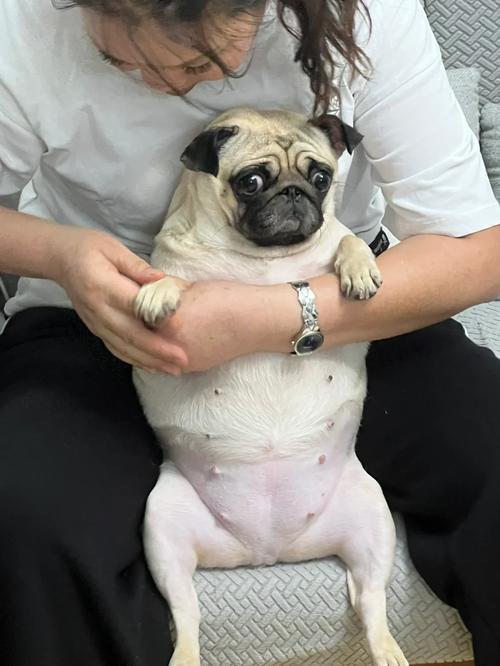 巴哥犬最大有多重