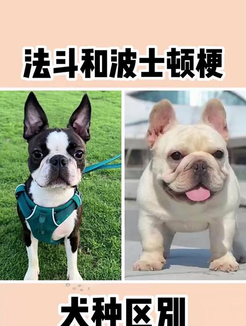 和法斗很像的狗有哪些