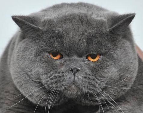 灰色的猫叫什么?