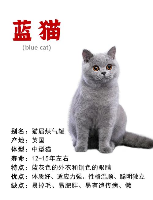 灰色英国短毛猫养一只平均每月多少钱?