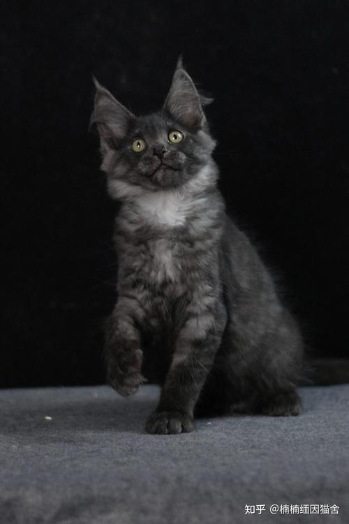 全身灰色的猫是什么品种