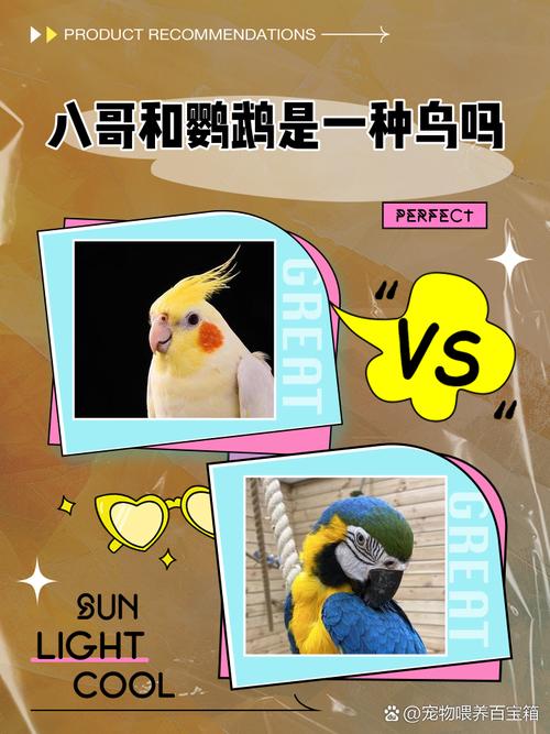 八哥和鹦鹉有什么区别?