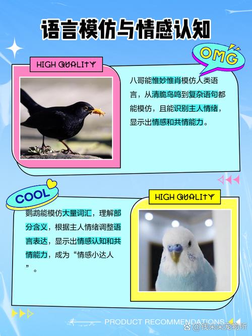 鹦鹉和八哥的区别