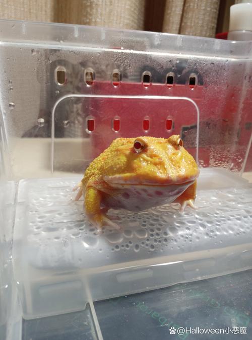 黄金角蛙多久吃一次食物?多久排一次便便?可以公母两只养在一起吗...