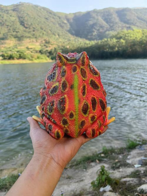 黄金角蛙如何饲养