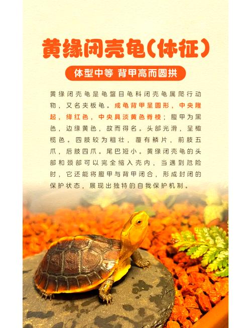 黄缘龟怎么养