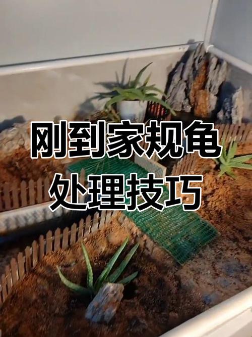 如何饲养黄缘闭壳龟