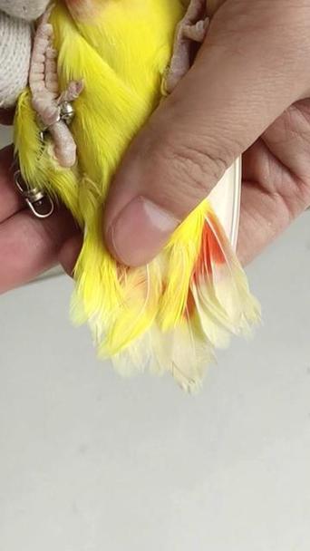 黄桃鹦鹉怎么分辨公母