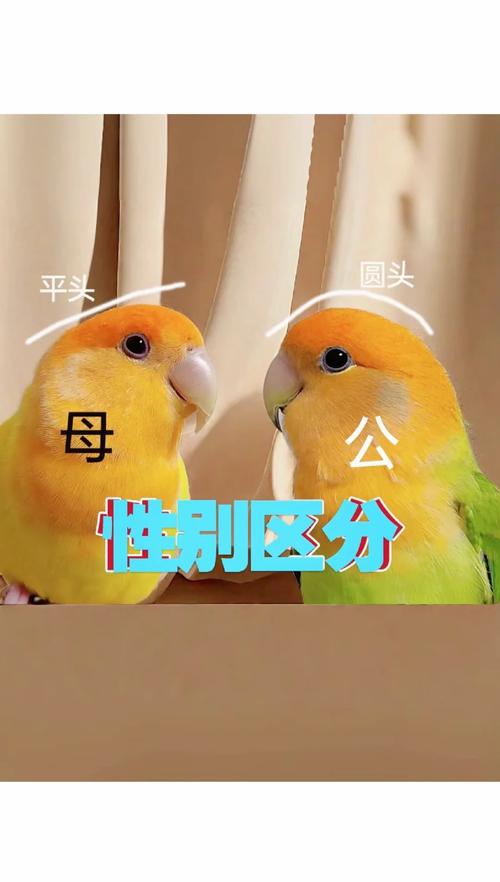 黄桃牡丹鹦鹉怎么分公母