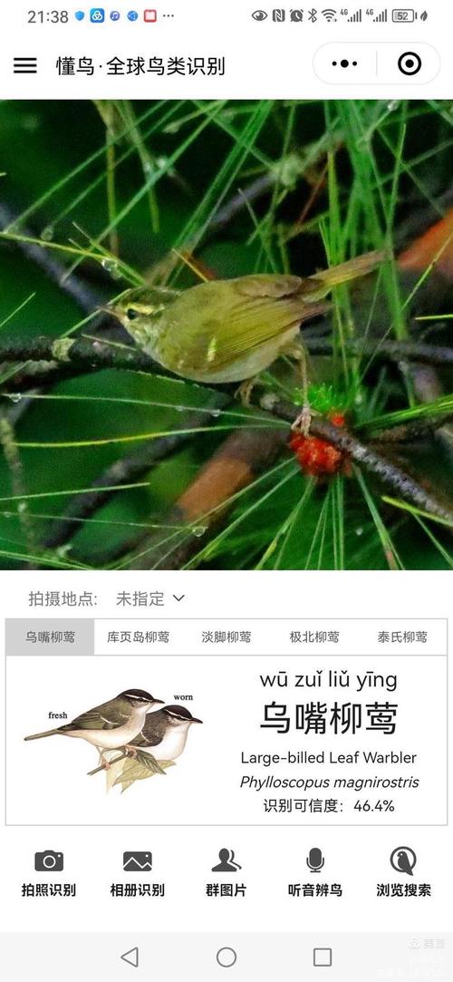 柳莺鸟巢怎么找