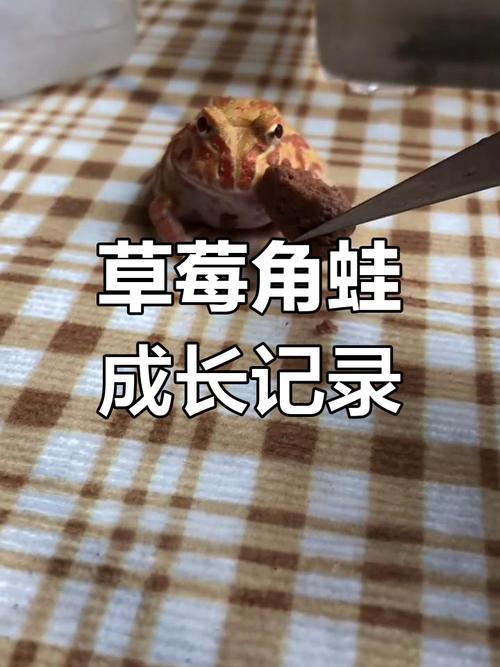 角蛙怎么喂食